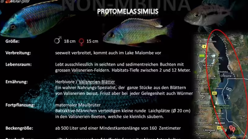 Artentafel - Protomelas similis