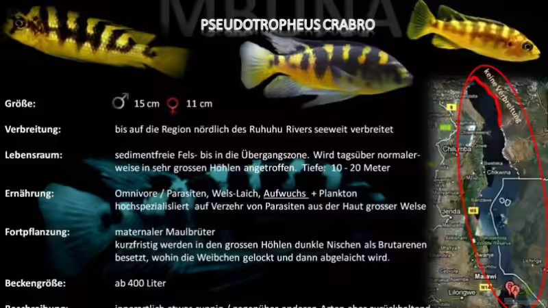 Artentafel - Pseudotropheus crabro