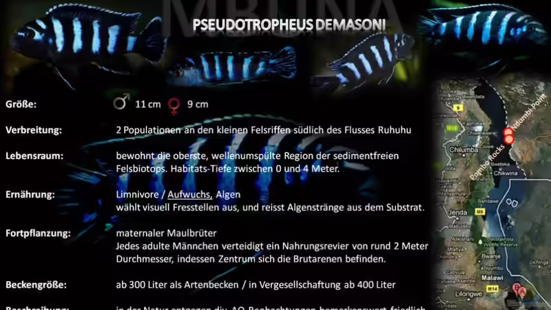 Artentafel - Pseudotropheus demasoni