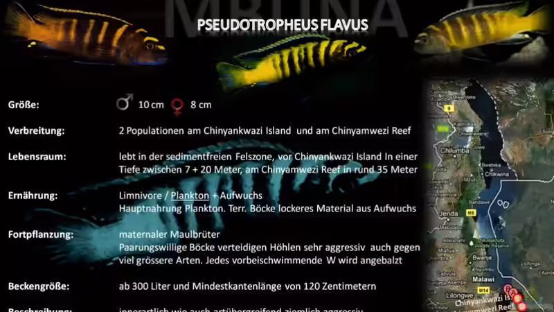Artentafel - Pseudotropheus flavus