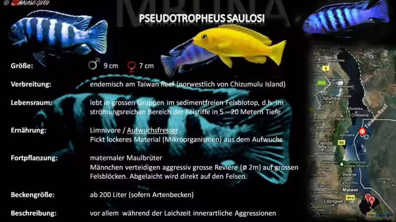 Artentafel - Pseudotropheus saulosi