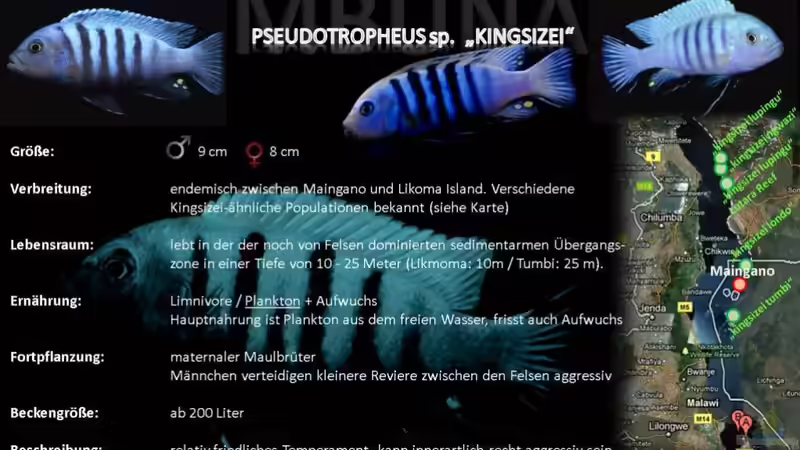 Artentafel - Pseudotropheus sp. "kingsizei"