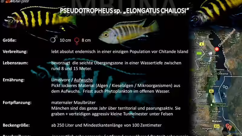 Artentafel - Pseudotropheus sp. "elongatus chailosi"