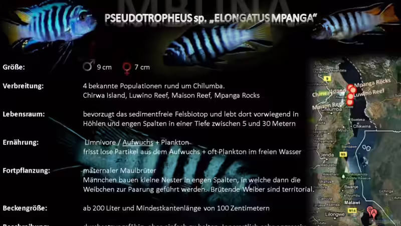 Artentafel - Pseudotropheus sp. "elongatus mpanga"