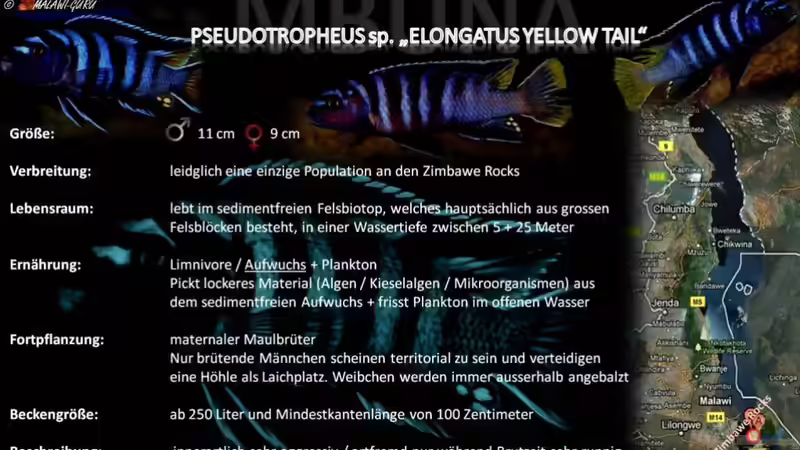 Artentafel - Pseudotropheus sp. "elongatus yellow tail"