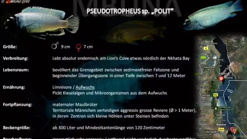 Artentafel - Pseudotropheus sp. "polit"