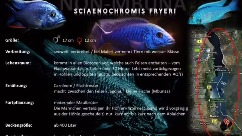 Artentafel - Sciaenochromis fryeri