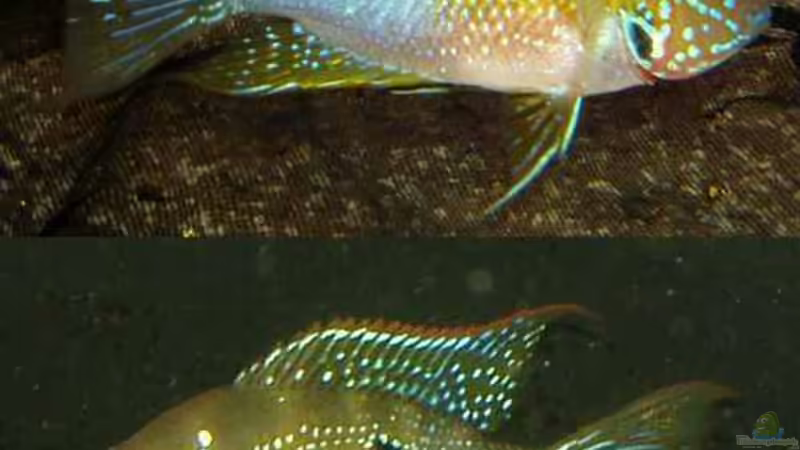 Artentafel - Thorichthys  ellioti