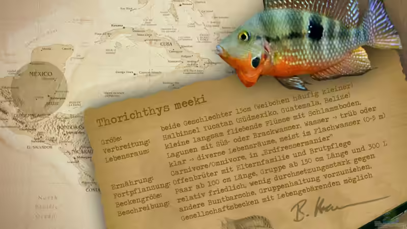 Artentafel - Thorichthys meeki