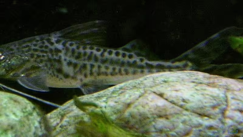 Artentafel: Pimelodus Pictus