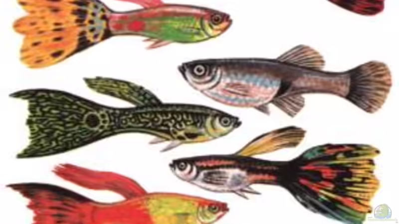 Artentafel- Poecilia Reticulata