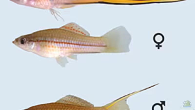 Artentafel- Xiphophorus hellerii  