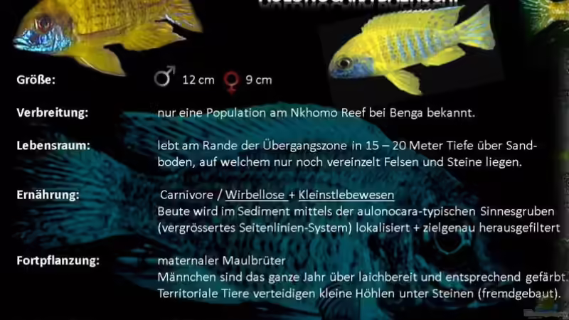 Artentafel Aulonacara baenschi von Noah (29)