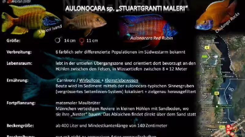 Einrichtungsbeispiele für Aulonocara stuartgranti "maleri"