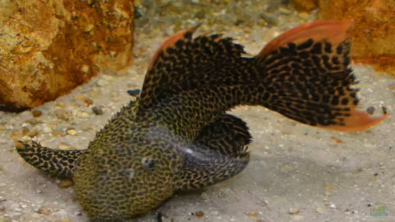 Artentafel Demini-Leopardkaktuswels "L114" (Pseudacanthicus sp.) 