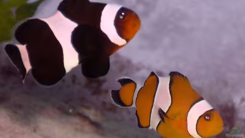 Artentafel Falscher Clownfisch (Amphiprion ocellaris)