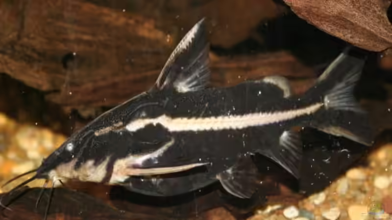 Artentafel "Falscher" Spitzschnauzen-Liniendornwels (Orinocodoras eigenmanni)