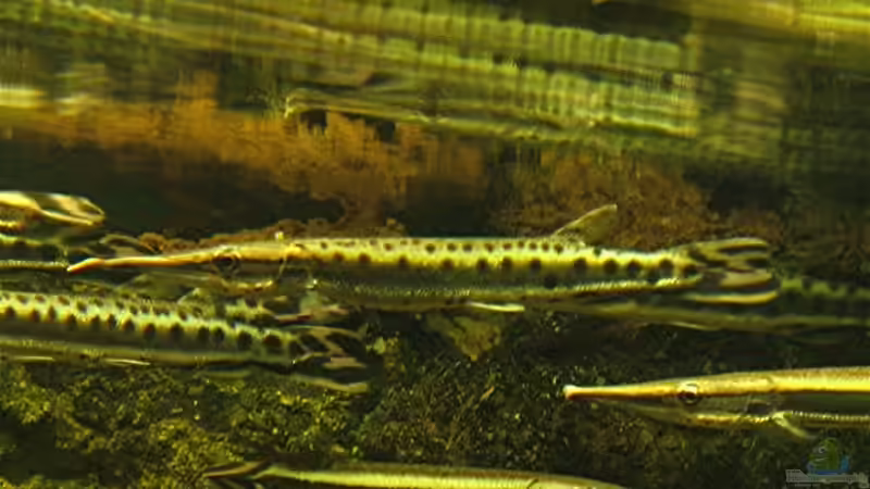 Artentafel Gefleckter Hechtsalmer & Streifenhechtsalmer