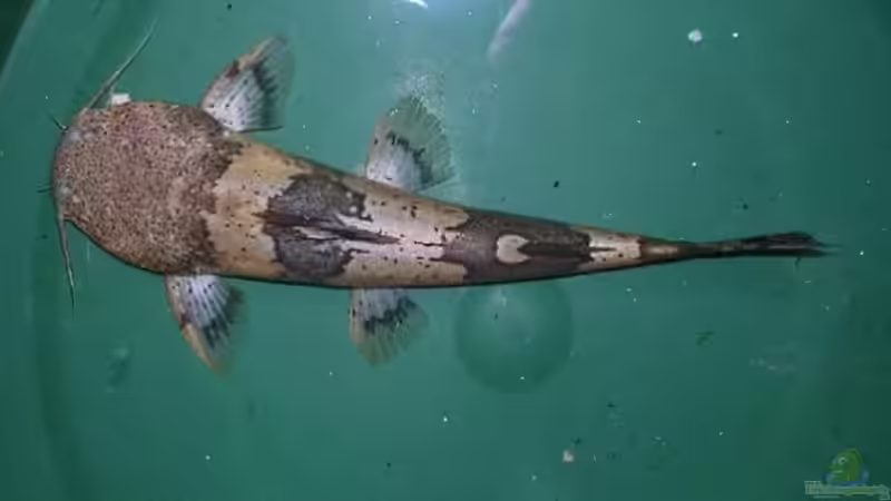 Artentafel Grosser Harlekinwels (Pseudopimelodus bufonius)