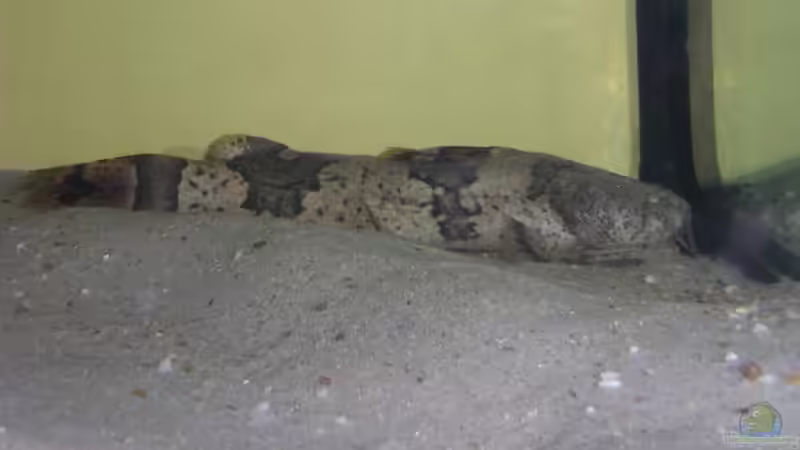 Artentafel Grosser Harlekinwels (Pseudopimelodus bufonius)