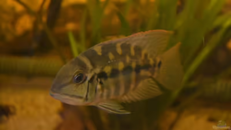 Artentafel "Grüner" Papageibuntbarsch (Hoplarchus psittacus)