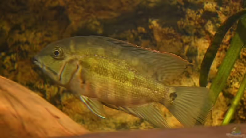 Artentafel "Grüner" Papageibuntbarsch (Hoplarchus psittacus)