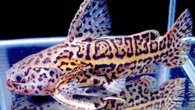 Artentafel Jaguardornwels (Liosomadoras oncinus)