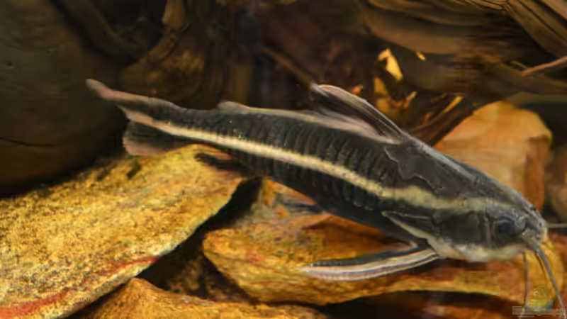 Artentafel Liniendornwels (Platydoras costatus)