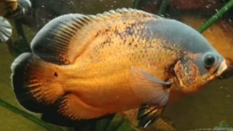 Artentafel Pfauenaugenbuntbarsch (Astronotus ocellatus)