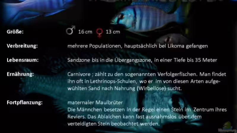 Artentafel Placidochromis electra von Noah (25)