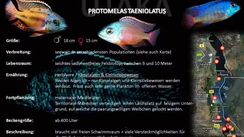 Artentafel Protomelas taeniolatus von Florian Bandhauer (56)