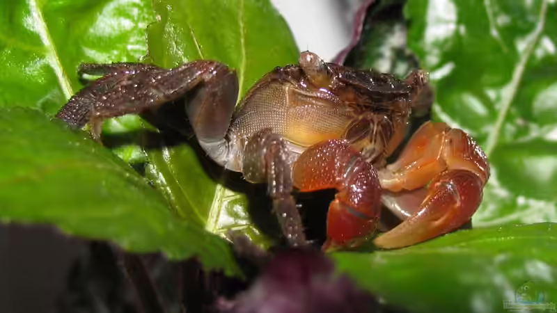 Artentafel Rote Mangrovenkrabbe (Pseudosesarma moeshi)