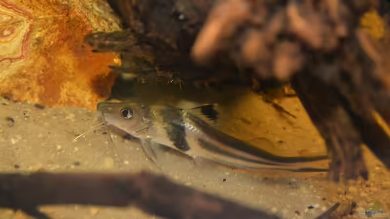 Artentafel Schmuck-Antennenwels (Pimelodus ornatus)