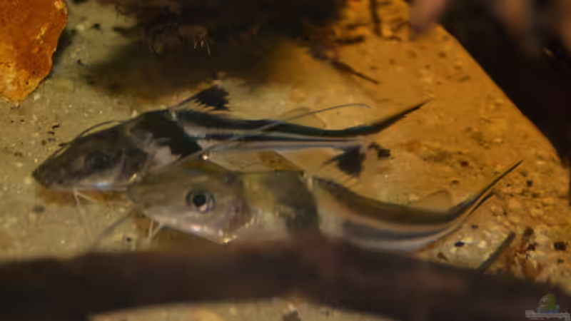 Artentafel Schmuck-Antennenwels (Pimelodus ornatus)