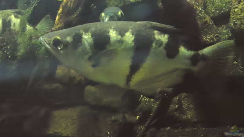 Artentafel Schützenfisch (Toxotes jaculatrix)