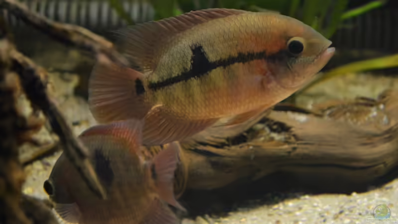 Artentafel Smaragd-Buntbarsch (Hypselecara temporalis)