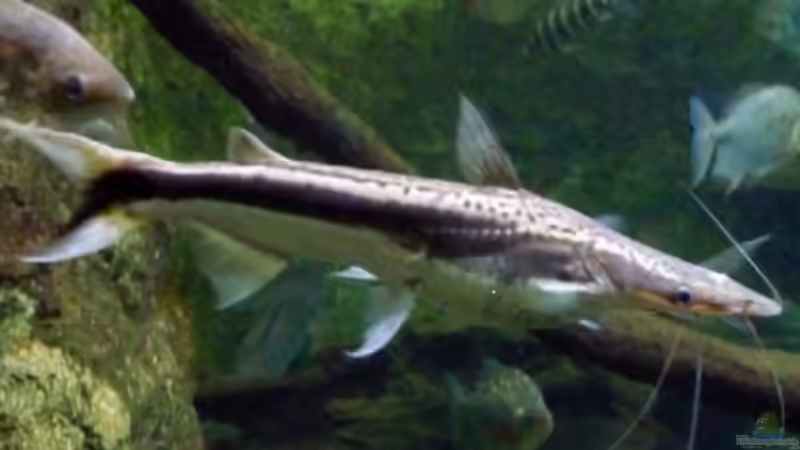 Artentafel Spatelwels (Sorubim lima)