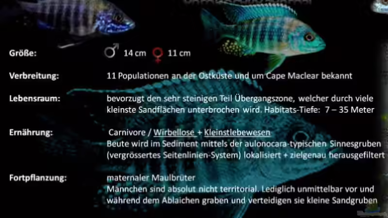 Artentafel von Malawi-Guru.de  von TheToxicAvenger (23)