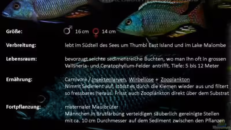 Artentafel von Malawi-Guru.de  von TheToxicAvenger (26)