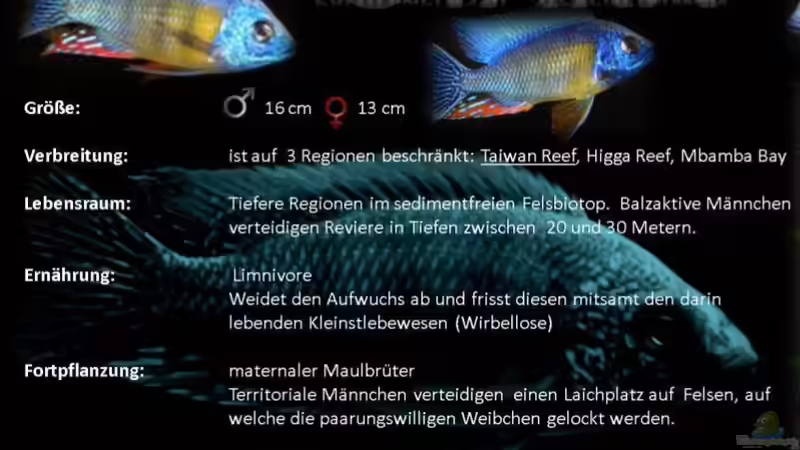 Einrichtungsbeispiele für Protomelas steveni