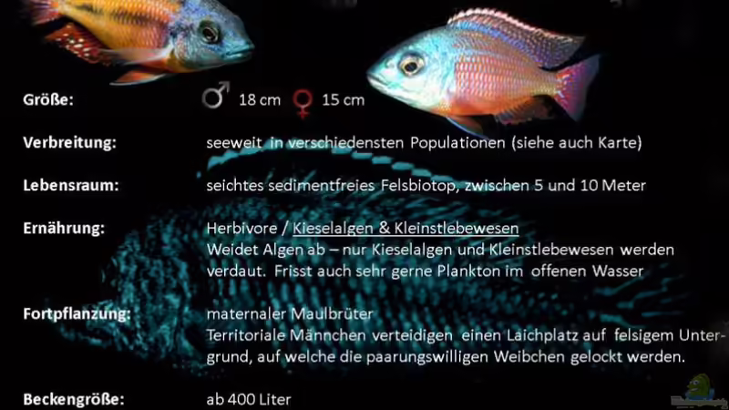 Artentafel zu Protomelas taeniolatus von Florian Bandhauer (65)