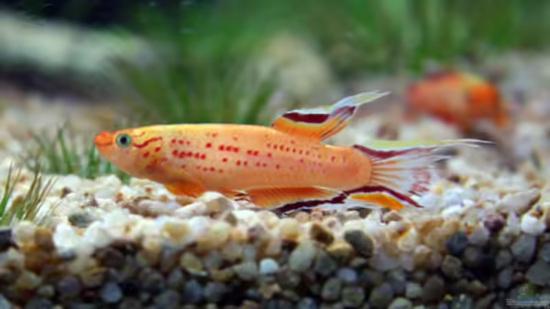 Arterhaltungszuchten - Bedeutung, Methoden und Praxis für Aquarianer