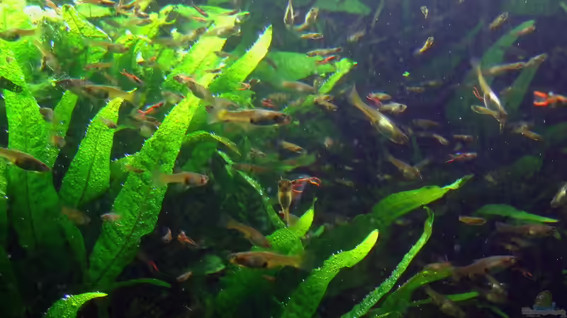 Arterhaltungszuchten - Bedeutung, Methoden und Praxis für Aquarianer