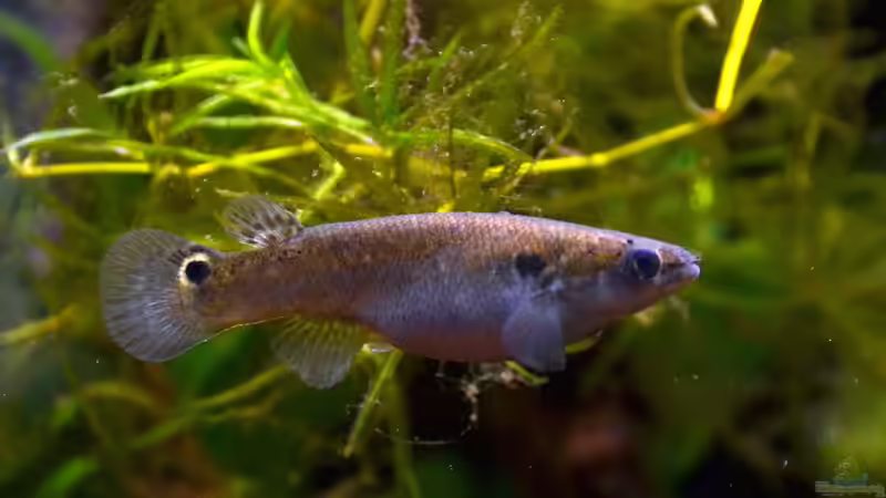 Arterhaltungszuchten - Bedeutung, Methoden und Praxis für Aquarianer