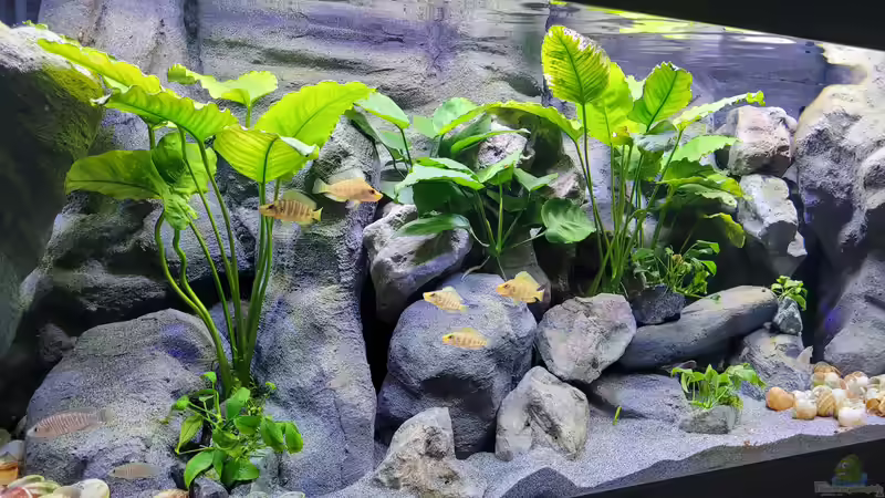 Artgerechtes Aquarium: Grundlagen, Umsetzung und Pflege für ein gesundes Biotop