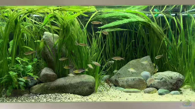 Artgerechtes Aquarium: Grundlagen, Umsetzung und Pflege für ein gesundes Biotop