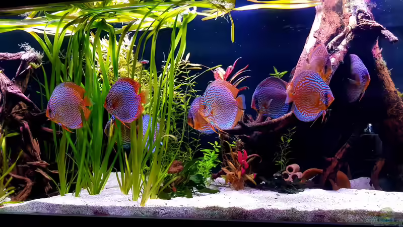 Artgerechtes Aquarium: Grundlagen, Umsetzung und Pflege für ein gesundes Biotop