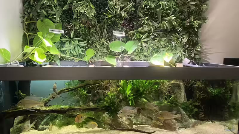 Artgerechtes Aquarium: Grundlagen, Umsetzung und Pflege für ein gesundes Biotop