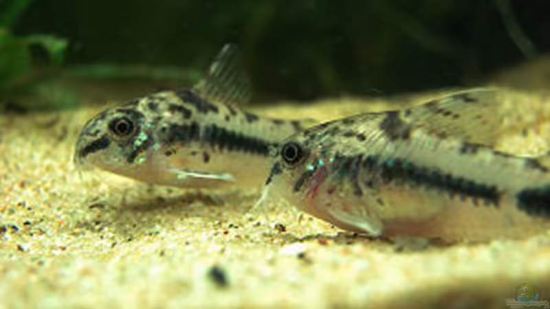 Artvorstellung: Corydoras habrosus