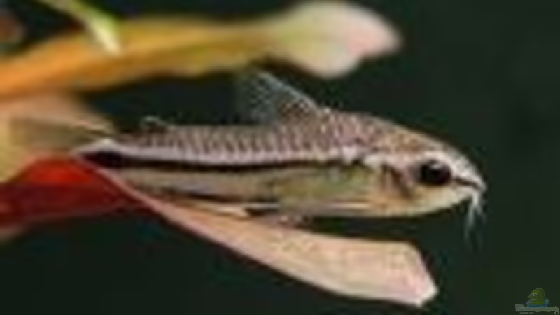 Artvorstellung: Corydoras pygmaeus